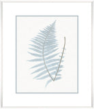 Stillwater Ferns VIII 