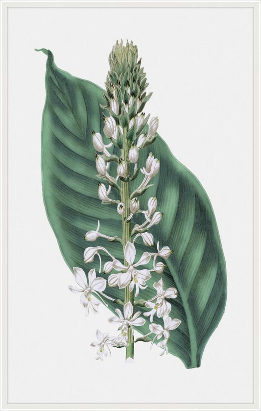 Leah's Bontanique II