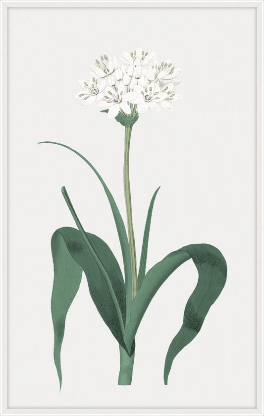 Leah's Bontanique III