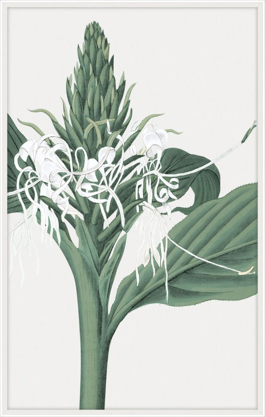 Leah's Bontanique IV