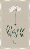 Long Flower on Taupe Linen I