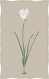Long Flower on Taupe Linen I