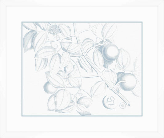 Von Rheede Botanical in Blue Nose I