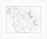 Von Rheede Botanical in Blue Nose I