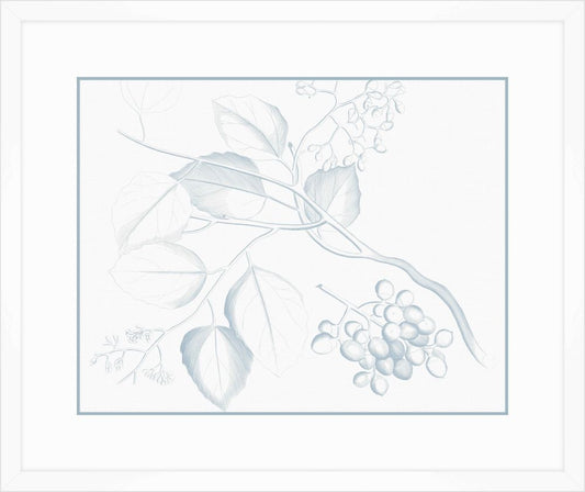 Von Rheede Botanical in Blue Nose III