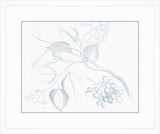 Von Rheede Botanical in Blue Nose III