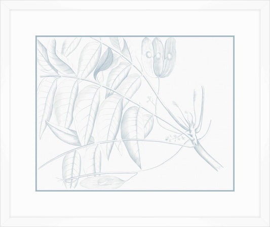 Von Rheede Botanical in Blue Nose IV