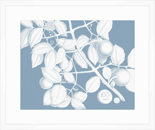 Von Rheede Botanical Blue Nose Reverse I