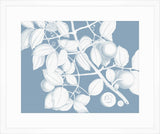 Von Rheede Botanical Blue Nose Reverse I