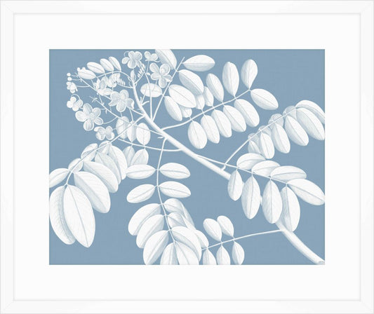 Von Rheede Botanical Blue Nose Reverse II