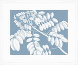 Von Rheede Botanical Blue Nose Reverse II