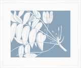 Von Rheede Botanical Blue Nose Reverse IV