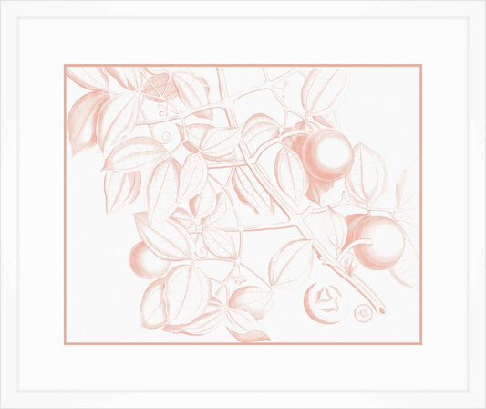 Von Rheede Botanical in Coral Reef I