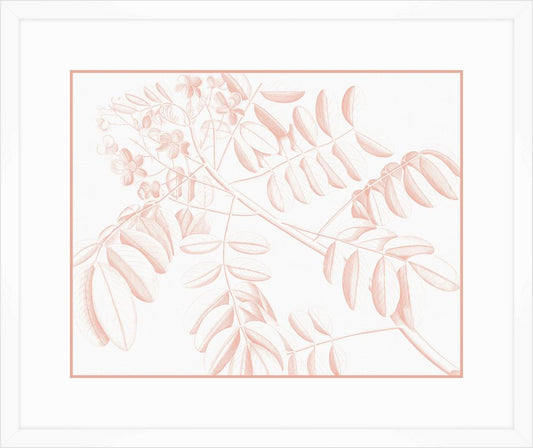 Von Rheede Botanical in Coral Reef II