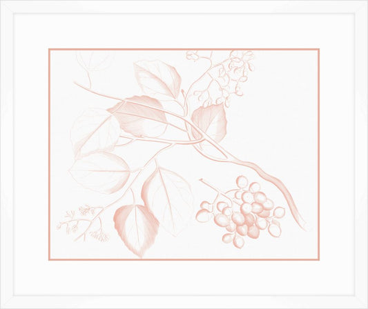 Von Rheede Botanical in Coral Reef III