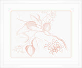 Von Rheede Botanical in Coral Reef III