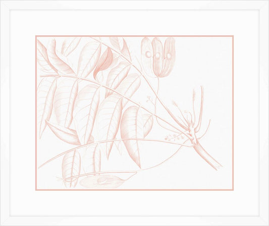 Von Rheede Botanical in Coral Reef IV