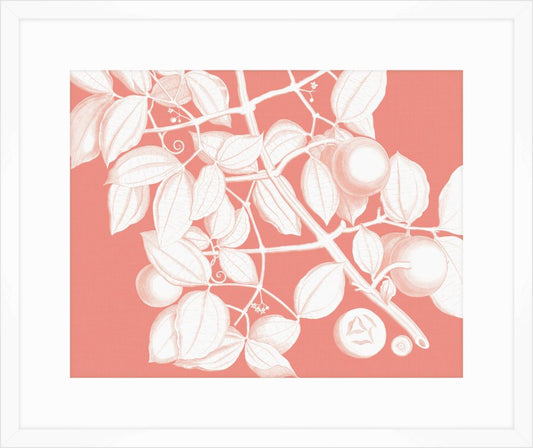 Von Rheede Botanical Coral Reef Reverse I