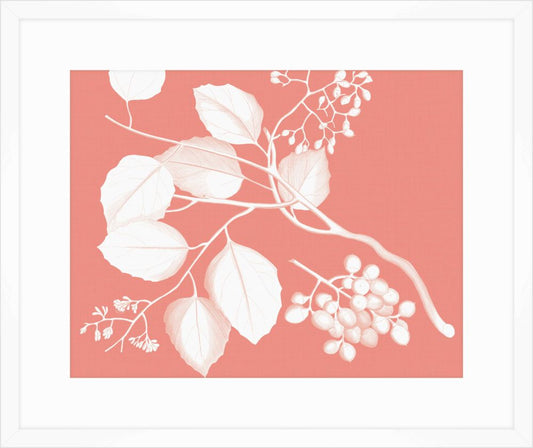 Von Rheede Botanical Coral Reef Reverse III