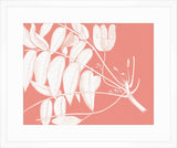 Von Rheede Botanical Coral Reef Reverse IV