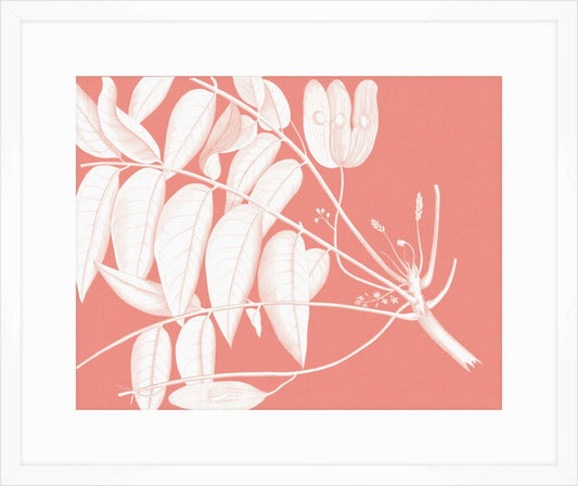 Von Rheede Botanical Coral Reef Reverse IV