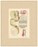 Caligraphy and Flowers I  Hoefnagel,1592