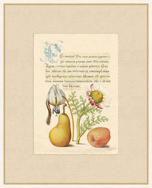 Caligraphy and Flowers II  Hoefnagel,1592