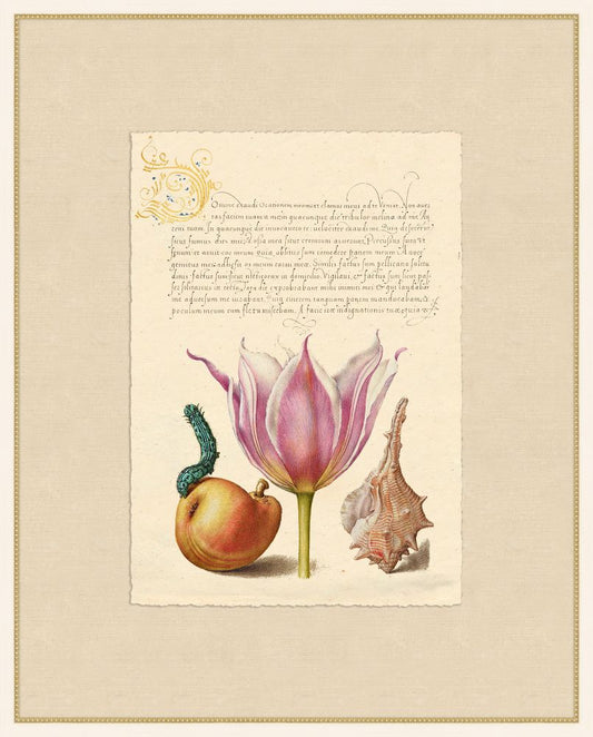 Caligraphy and Flowers V Hoefnagel,1592