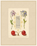 Caligraphy and Flowers VI  Hoefnagel,1592