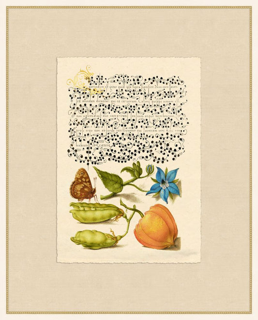 Caligraphy and Flowers VIII  Hoefnagel,1592