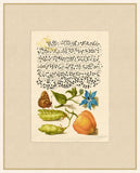 Caligraphy and Flowers VIII  Hoefnagel,1592