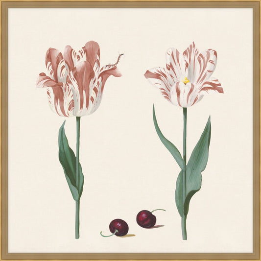 Three tulips with damselfly and another insect in Salmon