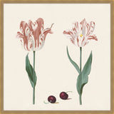 Three tulips with damselfly and another insect in Salmon