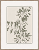 Inky Fern in Forrest Green III