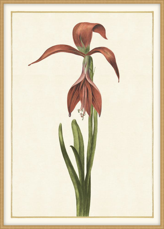 Amaryllis Formosissima