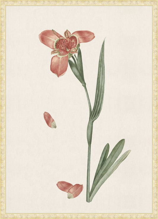 Flower Named Ferraria Tigrina Grande