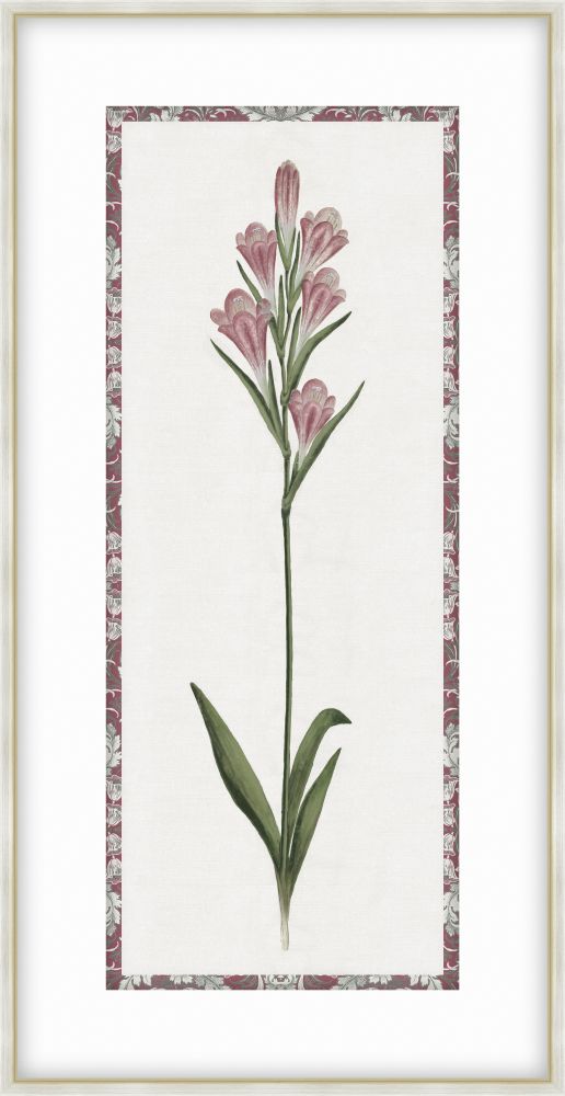 Gladiolus Pink Purple