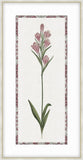 Gladiolus Pink Purple