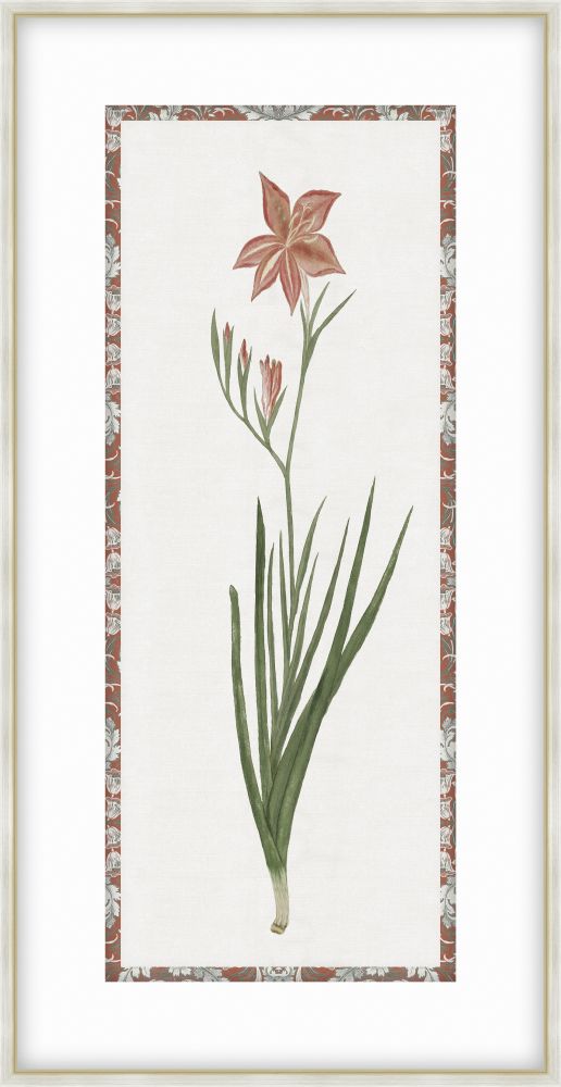 Gladiolus Red Orange