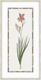 Gladiolus Red Orange