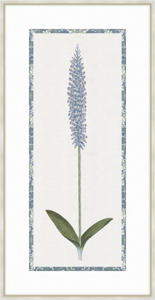 Lachenalia Mediana Blue