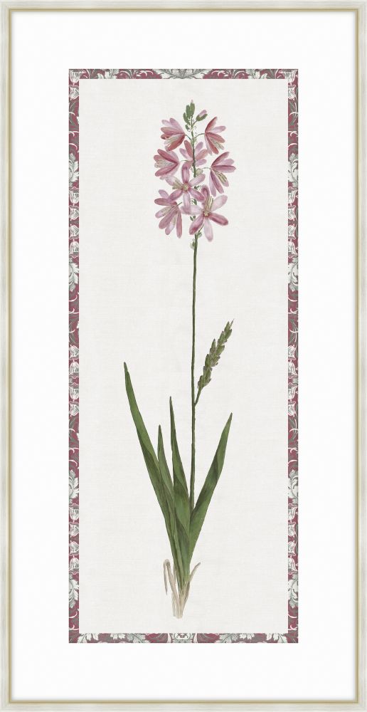 Ixia Pink Purple