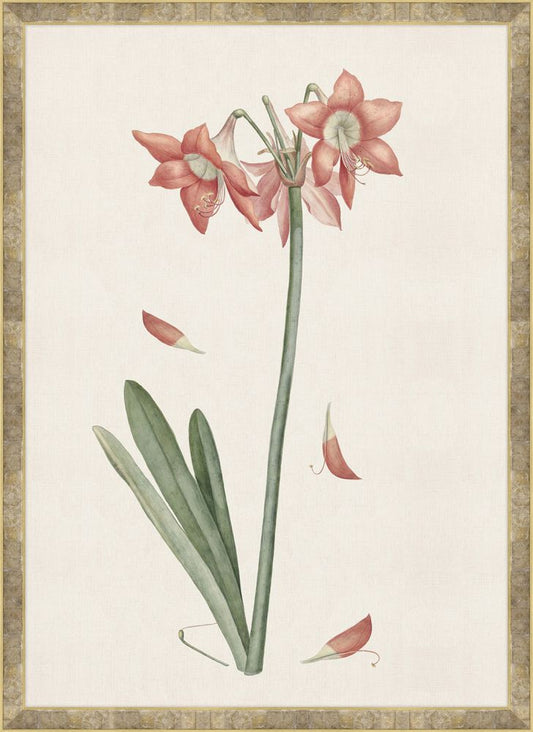 Amaryllis Haworthia Grande