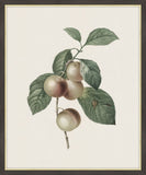 Reine Claude Plum, Redoute