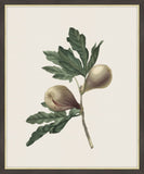 Chox Des Plus Belles Fleurs, Redoute