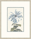 Asian Blue &  White Flowers II