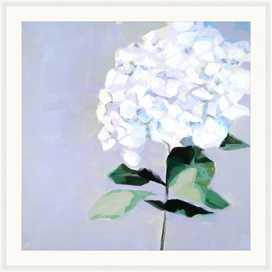 Big Hydrangea