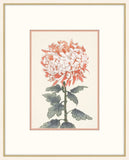Asian  Coral & White Flowers I