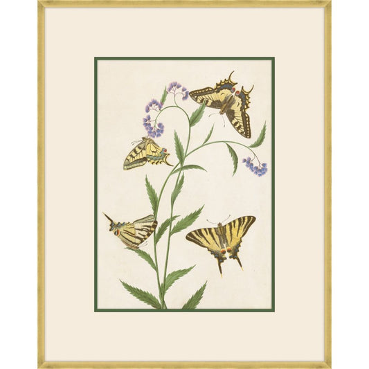 Four Butterflies on flowers