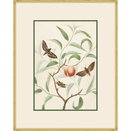 Peach on a branch with two butterflies